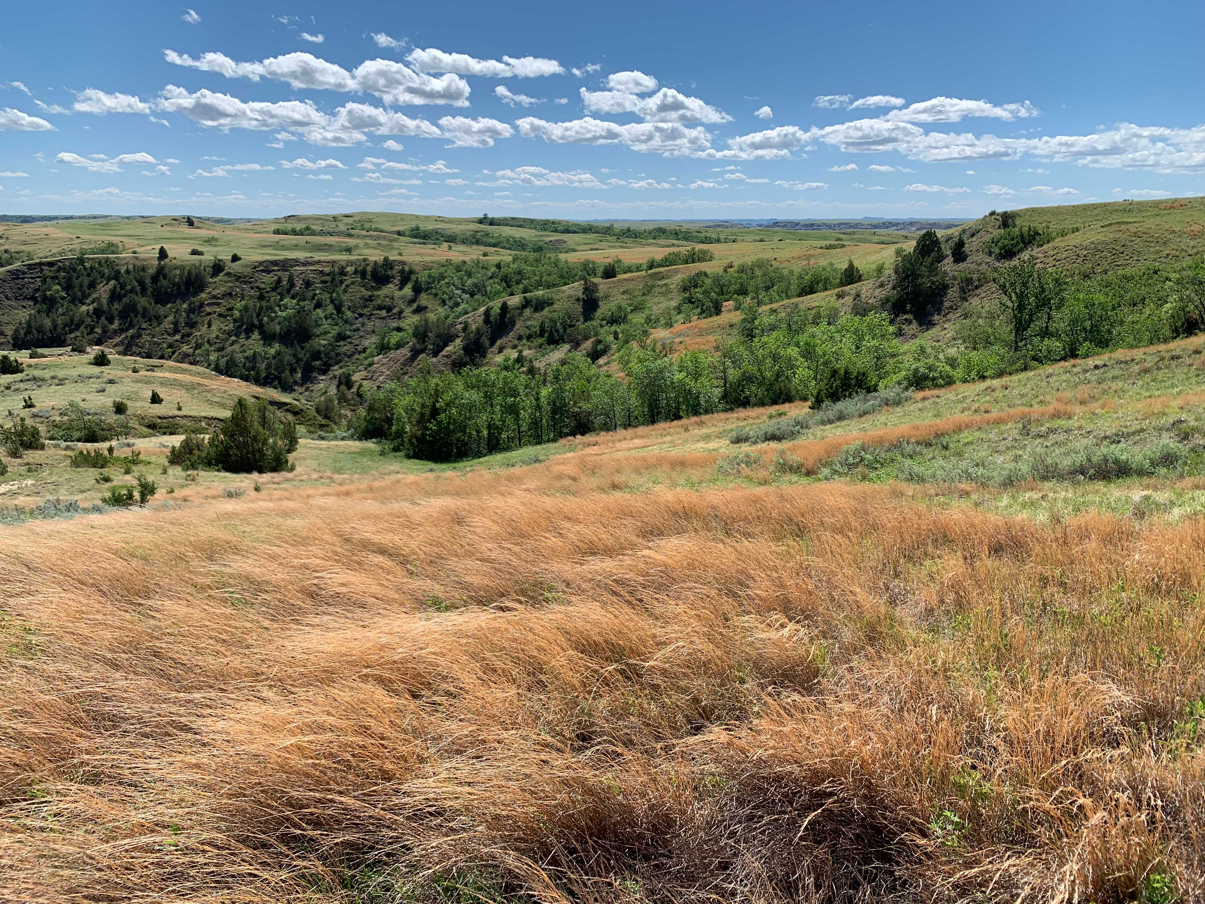 Theodore Roosevelt NP